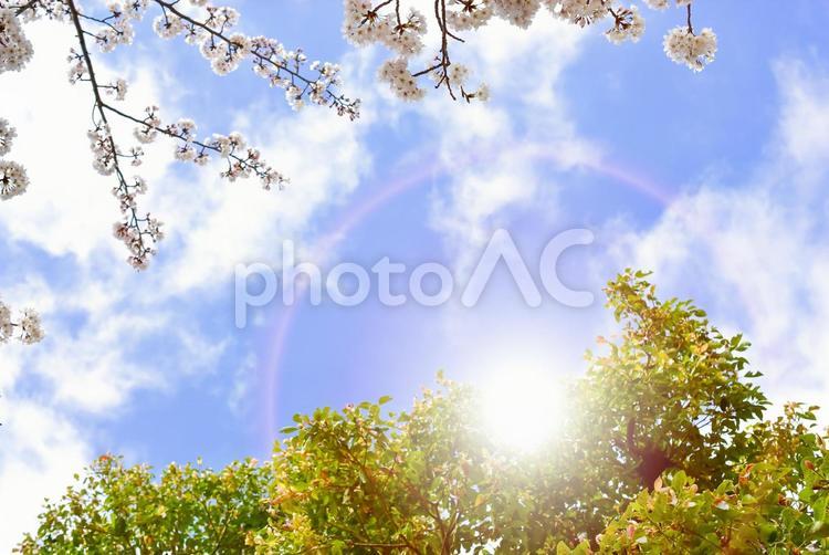 初夏の木々と桜の花と太陽の光 新緑,太陽,緑の写真素材