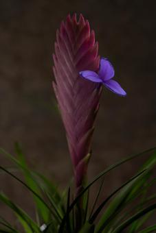 チランジアキアネアの花 チランジアキアネアの花の写真