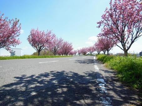 八重桜並木 八重桜並木の写真