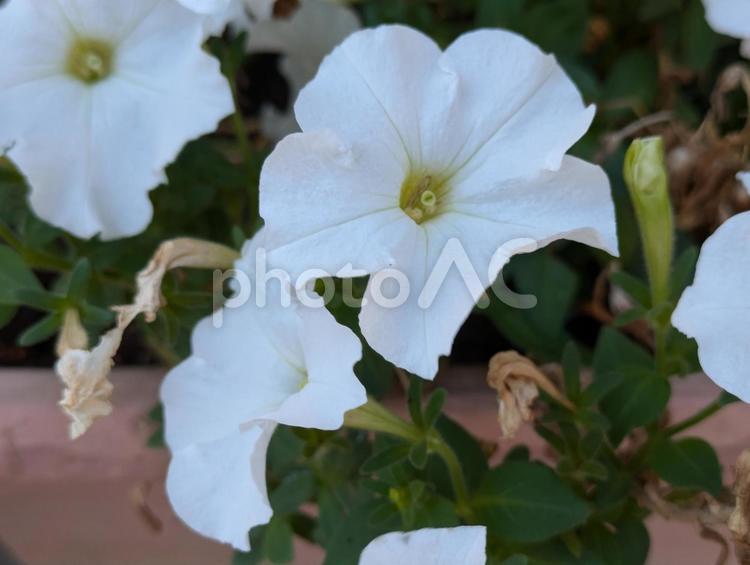 立秋過ぎの横浜市青葉に咲くペチュニアの花 初秋,盛夏,晴天の写真素材