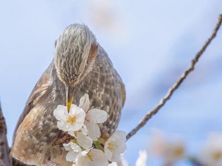 桜とヒヨドリ 桜とヒヨドリの写真