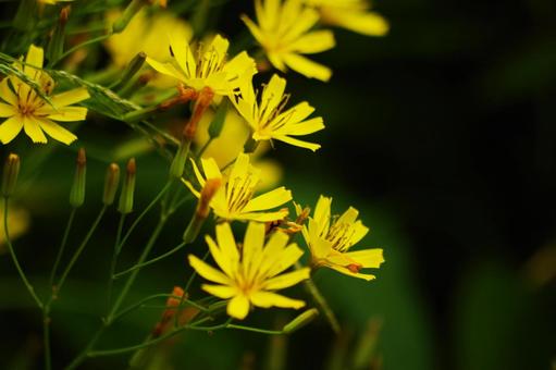 Yellow flower, JPG Yellow flower, JPG