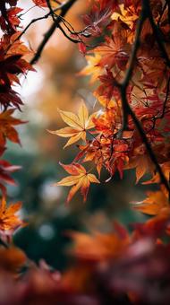 光に透ける紅葉の美しい瞬間 光に透ける紅葉の美しい瞬間の写真