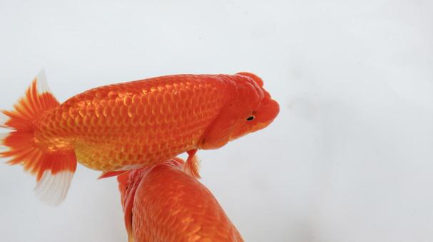 【魚の写真】らんちう(金魚) 【魚の写真】らんちう(金魚) ペット,水槽,魚の写真素材