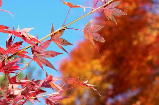 秋の紅葉 紅葉,秋,もみじの写真素材