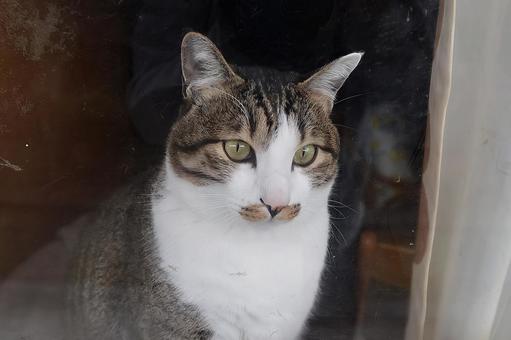 Nana through the window, gatto, gatto, un gatto, JPG