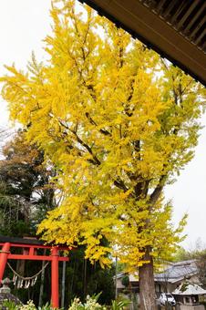 秋の道祖神社⑽ 秋,イチョウ,黄葉の写真素材