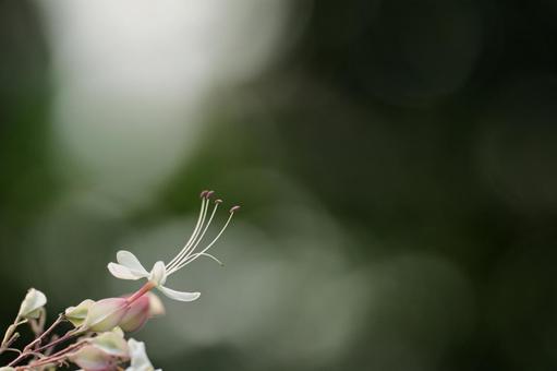 クサギ クサギ 臭木,花,フラワーの写真素材