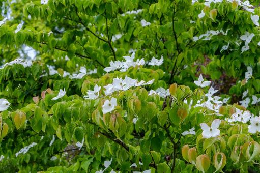 5月に咲く雨上がりのヤマボウシの花 5月に咲く雨上がりのヤマボウシの花 ヤマボウシ,花,花びらの写真素材