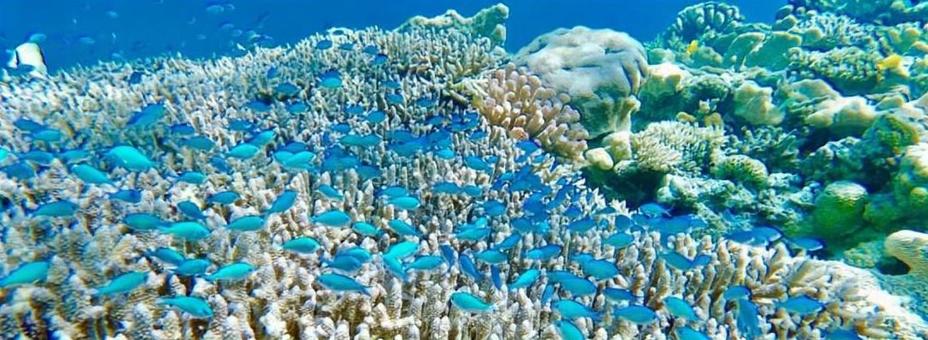 沖縄離島の海中撮影 沖縄離島の海中撮影 沖縄,慶良間諸島,珊瑚の写真素材