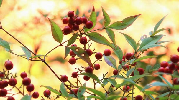 楽寿園　秋のナンテンの赤い実 南天,秋,赤い実の写真素材