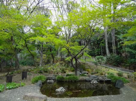 下落合野鳥の森公園の池 下落合野鳥の森公園の池の写真