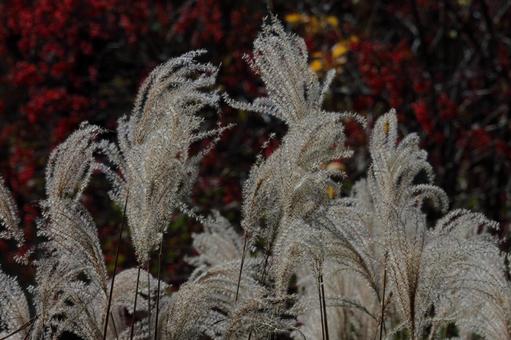 Late Autumn Japanese Pampas Grass-5, JPG