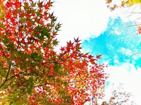 紅葉 紅葉の写真