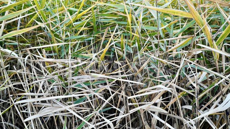 笹に覆われた冬の畑 笹,草,植物の写真素材
