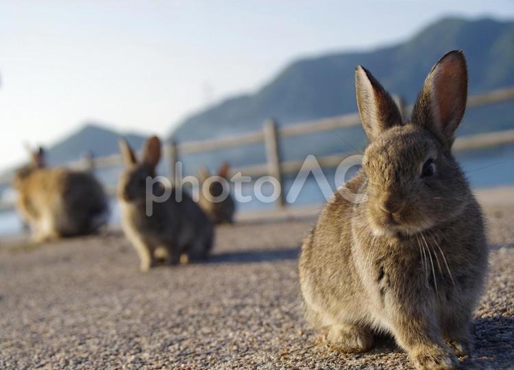 海辺の野良うさぎたち～大久野島 うさぎ,ウサギ,大久野島の写真素材