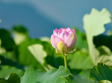 咲きかけた蓮根のピンクの花 蓮根,花,夏の写真素材