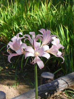 公園の花壇で開花したナツズイセン 公園の花壇で開花したナツズイセンの写真