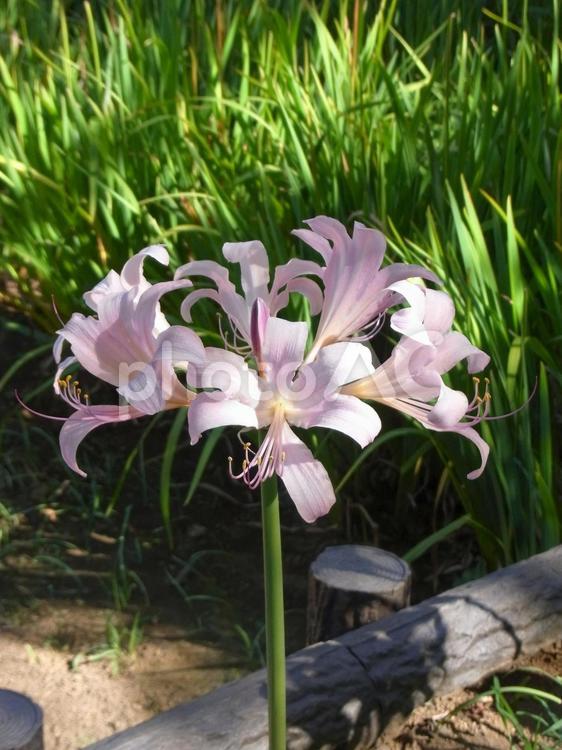公園の花壇で開花したナツズイセン ナツズイセン,水仙,花の写真素材