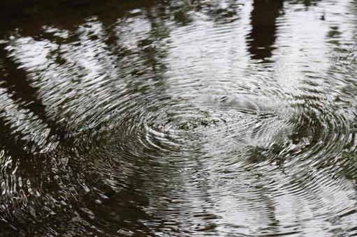 丸く波紋の広がる池の水面 丸く,波紋,広がるの写真素材