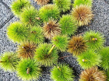 夏の毬栗 夏の毬栗の写真