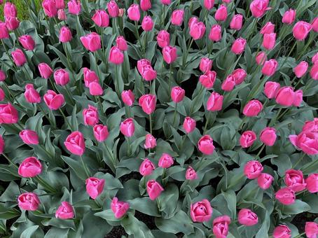 キューケンホフ公園 キューケンホフ,チューリップ,アムステルダムの写真素材