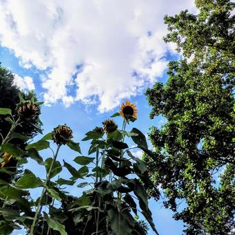 花・植物 花・植物 福岡,福岡市植物園,夏の写真素材