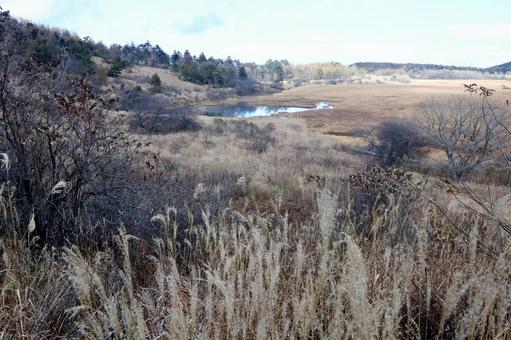 八島湿原 湿原,高原,草原の写真素材