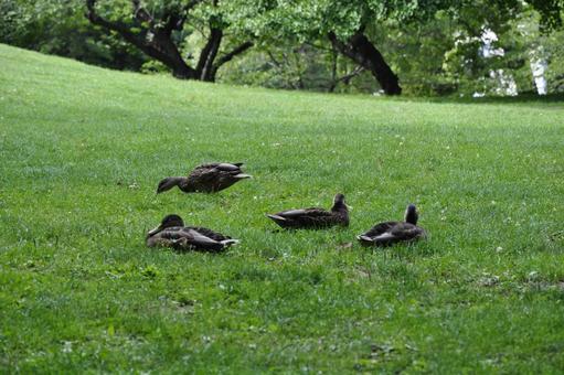 公園の木陰で涼む鴨4羽 公園の木陰で涼む鴨4羽の写真