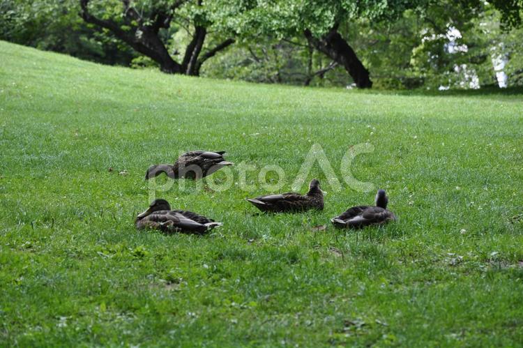 公園の木陰で涼む鴨4羽 鴨,カモ,鳥の写真素材