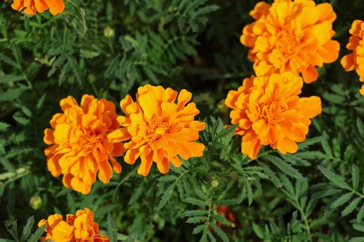 花壇に満開に咲くマリーゴールドの花 花壇,満開,咲くの写真素材