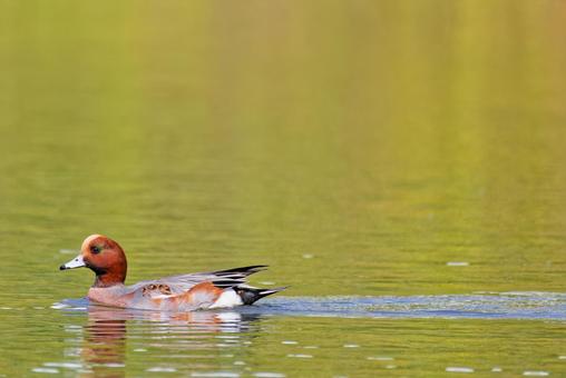 静かな川を泳ぐ換羽中のヒドリガモ雄の写真