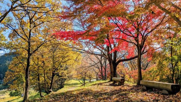 風景_秋（紅葉_18）の写真