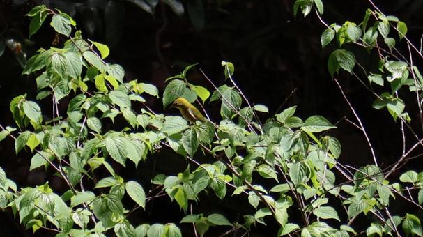 メジロ メジロ 自然,鳥,野鳥の写真素材