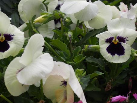 パンジーの写真