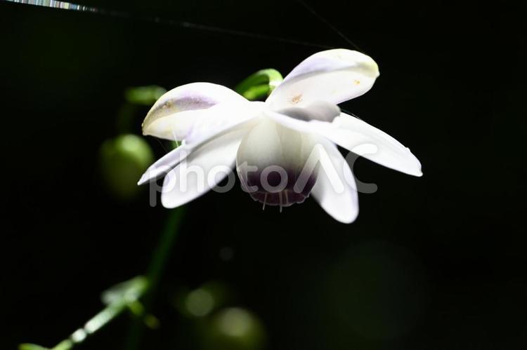 赤城自然園で撮ったレンゲショウマ フラワー,白い花,レンゲショウマの写真素材
