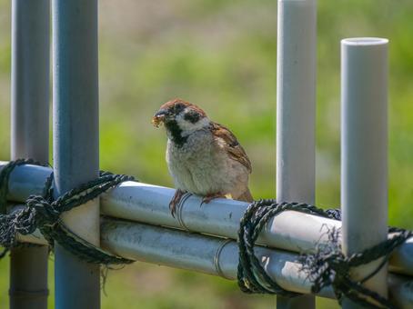柵にとまるスズメ 柵にとまるスズメ スズメ,雀,鳥の写真素材