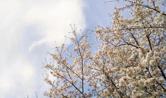 青空に咲く満開の桜 桜,春,空の写真素材