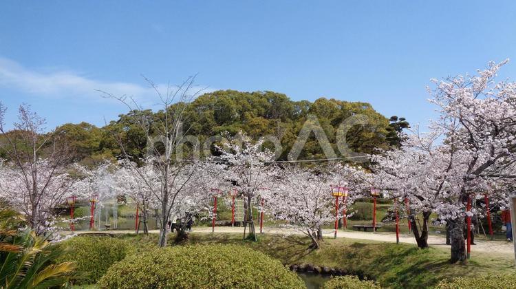 小城公園の桜_11 桜,満開,小城公園の写真素材