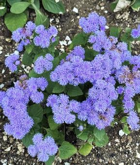 オオカッコウアザミの写真