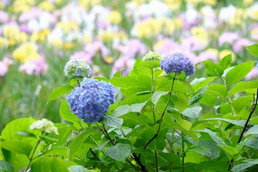 Rain and hydrangea, JPG