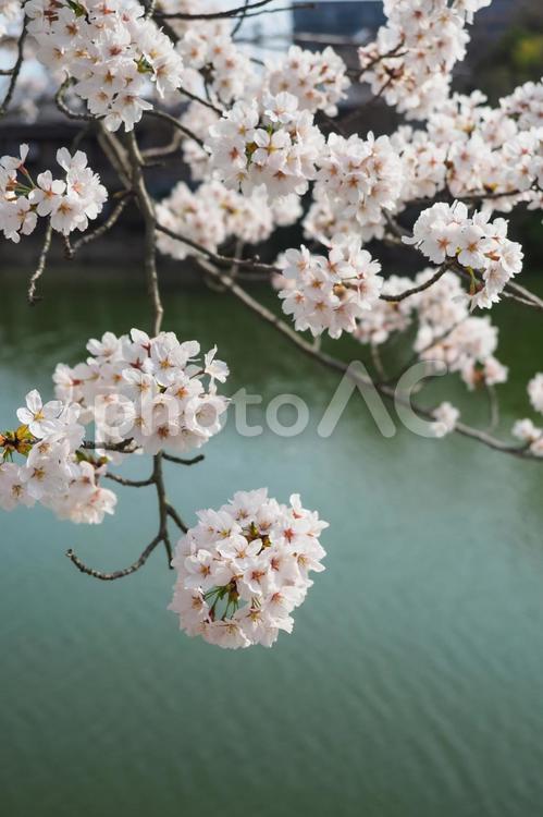 お堀端の桜 桜,春,堀の写真素材