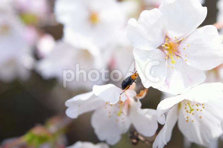 桜の木と昆虫 桜,虫,花の写真素材