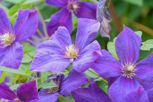 Vivid clematis blooming in June, JPG Vivid clematis blooming in June, JPG