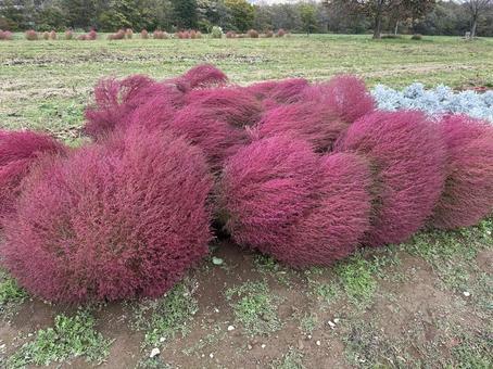 風になびいたコキア コキア,赤,風の写真素材