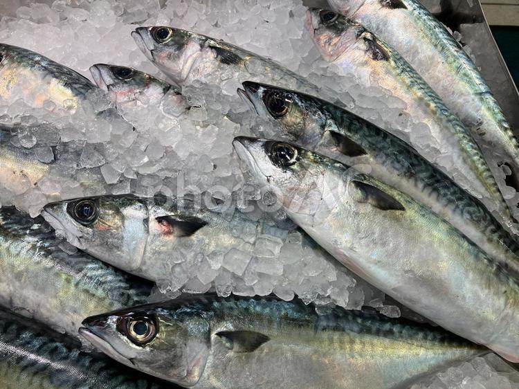 たくさんのサバ 魚,魚介類,市場の写真素材