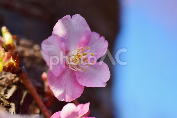 ＜春のイメージ＞河津桜 河津桜,頼朝桜,桜の写真素材