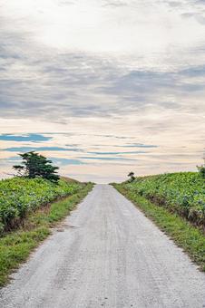 北海道 宗谷丘陵 白い道 北海道 宗谷丘陵 白い道の写真