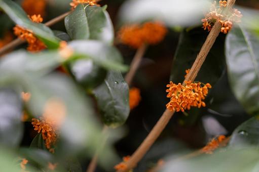 秋の香り、金木犀 秋の香り、金木犀 キンモクセイ,秋,金木犀の写真素材