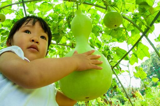 瓢箪を抱える子供 瓢箪,ヒョウタン,子供の写真素材